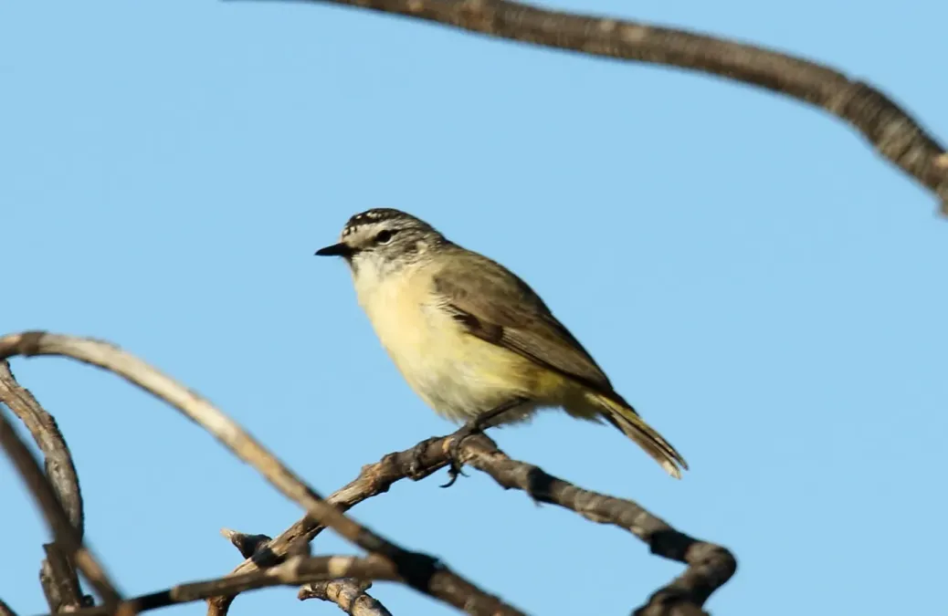 File:Yellow-rumped Thornbill (Acanthiza chrysorrhoa) (31401051725).jpg