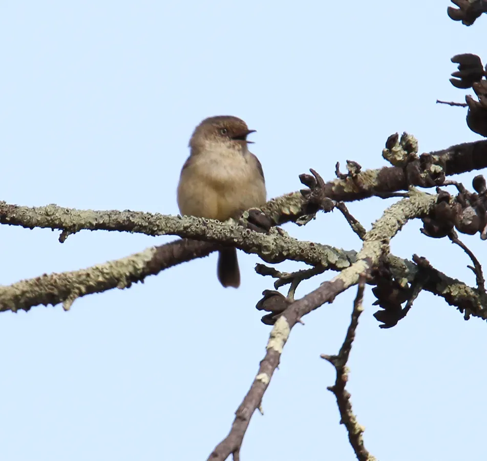 File:Buff-rumped Thornbill (Acanthiza reguloides) (30580002834).jpg