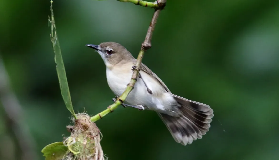 File:Large-billed Gerygone (Gerygone magnirostris) (31257071832).jpg