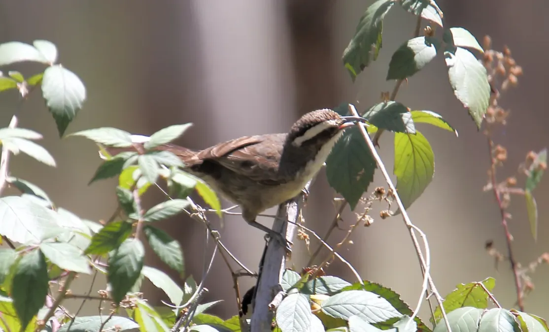 File:White-browed Babbler (Pomatostomus superciliosus) (31032179240).jpg