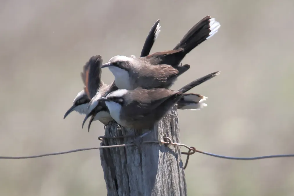 File:Gray-crowned Babbler (Pomatostomus temporalis) (31032201440).jpg