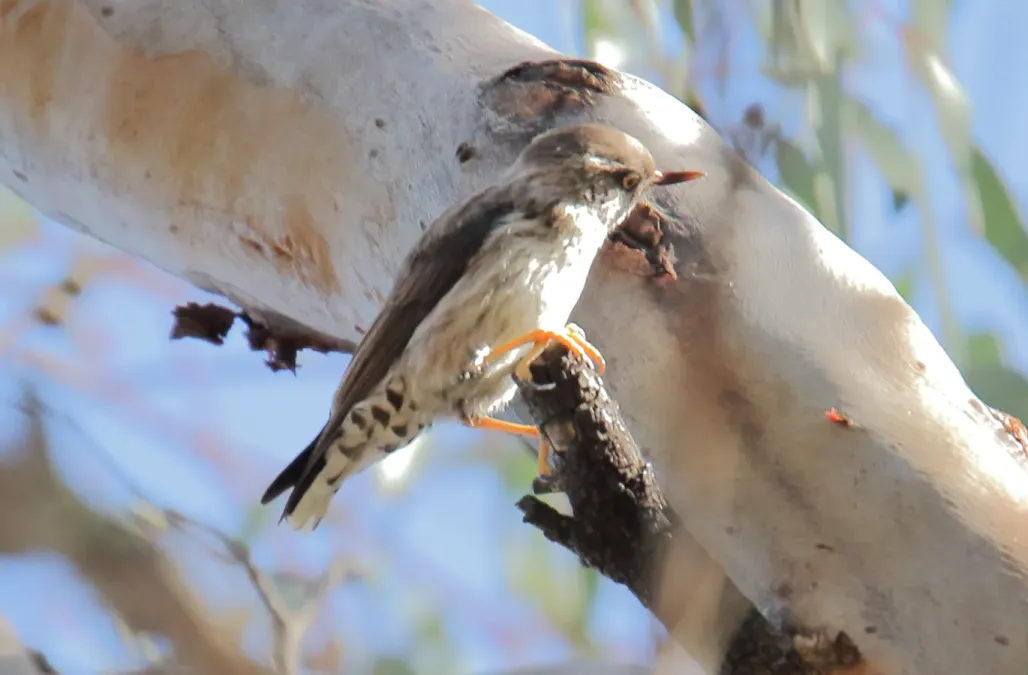 File:Varied Sittella (Daphoenositta chrysoptera) (31297900530).jpg