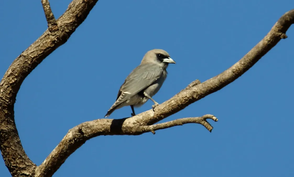 File:Black-faced Woodswallow (Artamus cinereus) (31376570556).jpg