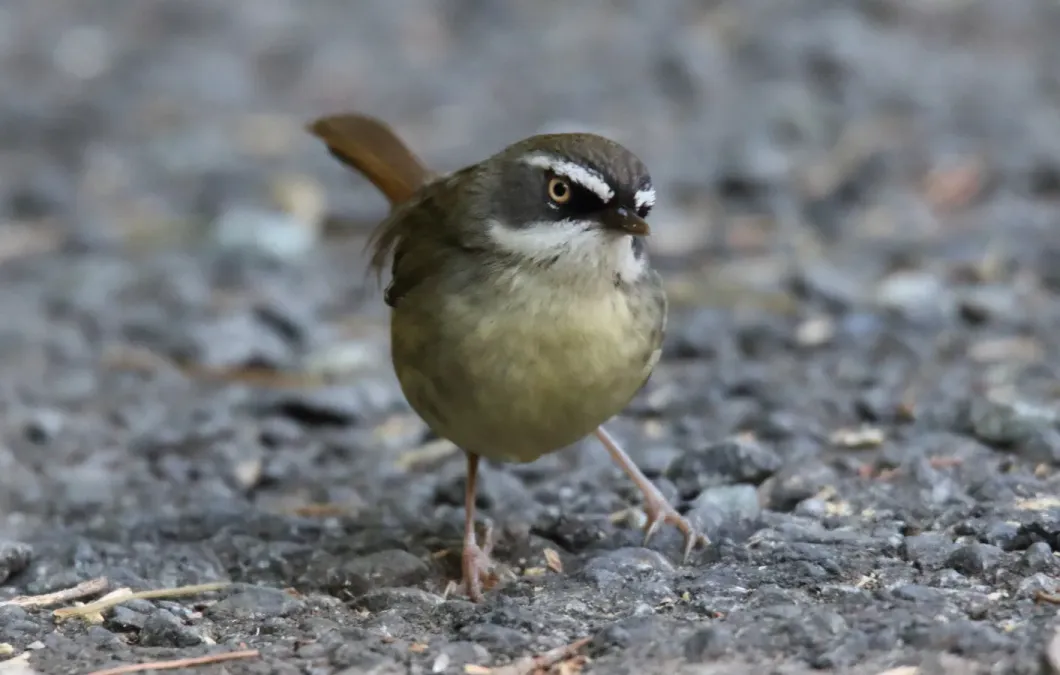 File:White-browed Scrubwren (Sericornis frontalis) (31032175860).jpg