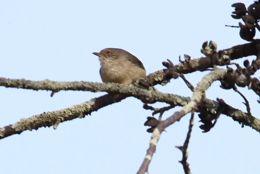 File:Buff-rumped Thornbill (Acanthiza reguloides) (31032226940).jpg