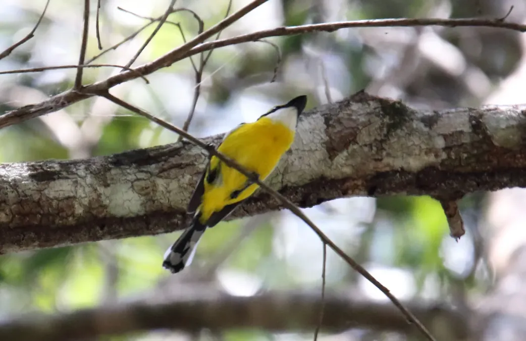 File:Yellow-breasted Boatbill (Machaerirhynchus flaviventer) (31401065065).jpg