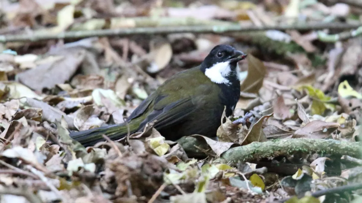 File:Eastern Whipbird (Psophodes olivaceus) (31032209980).jpg