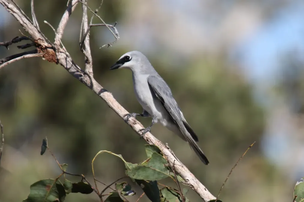 File:White-bellied Cukooshrike (Coracina papuensis) (31267802292).jpg