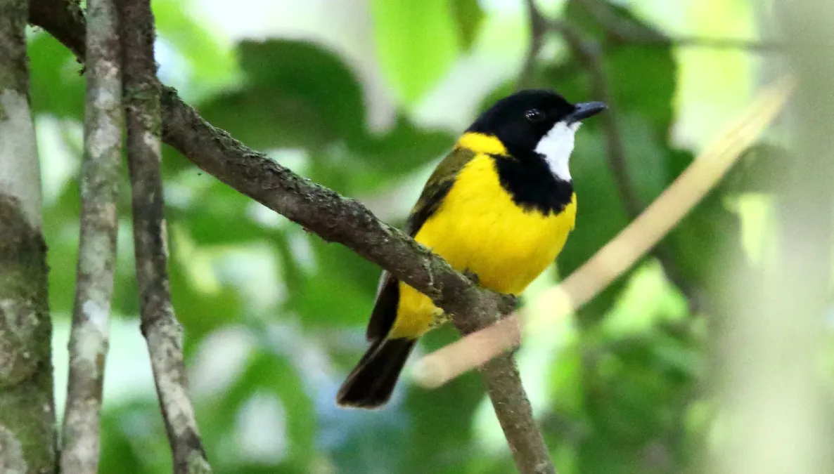 File:Golden Whistler (Pachycephala pectoralis) (31380183966).jpg