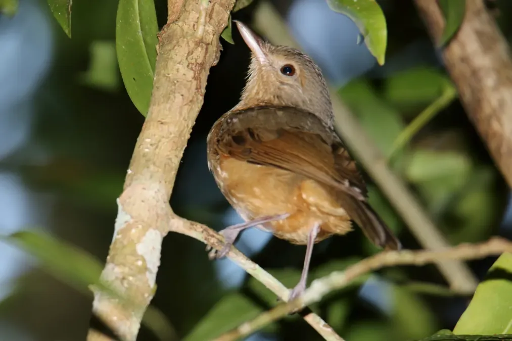 File:Little Shrikethrush (Colluricincla megarhyncha) (31301484561).jpg