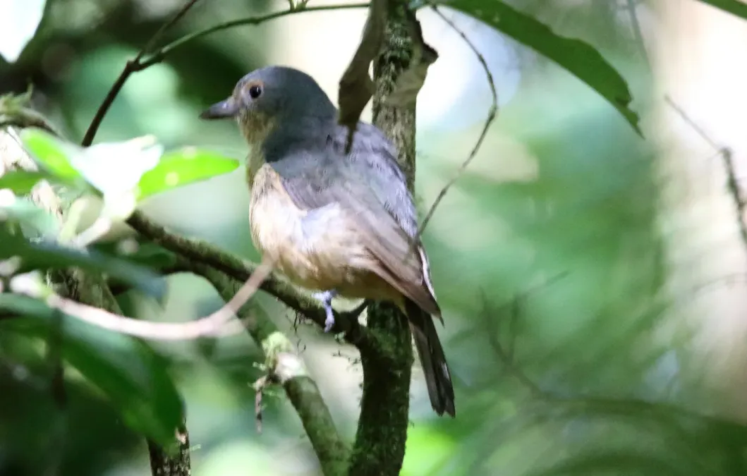 File:Bower's Shrikethrush (Colluricincla boweri) (31380235326).jpg