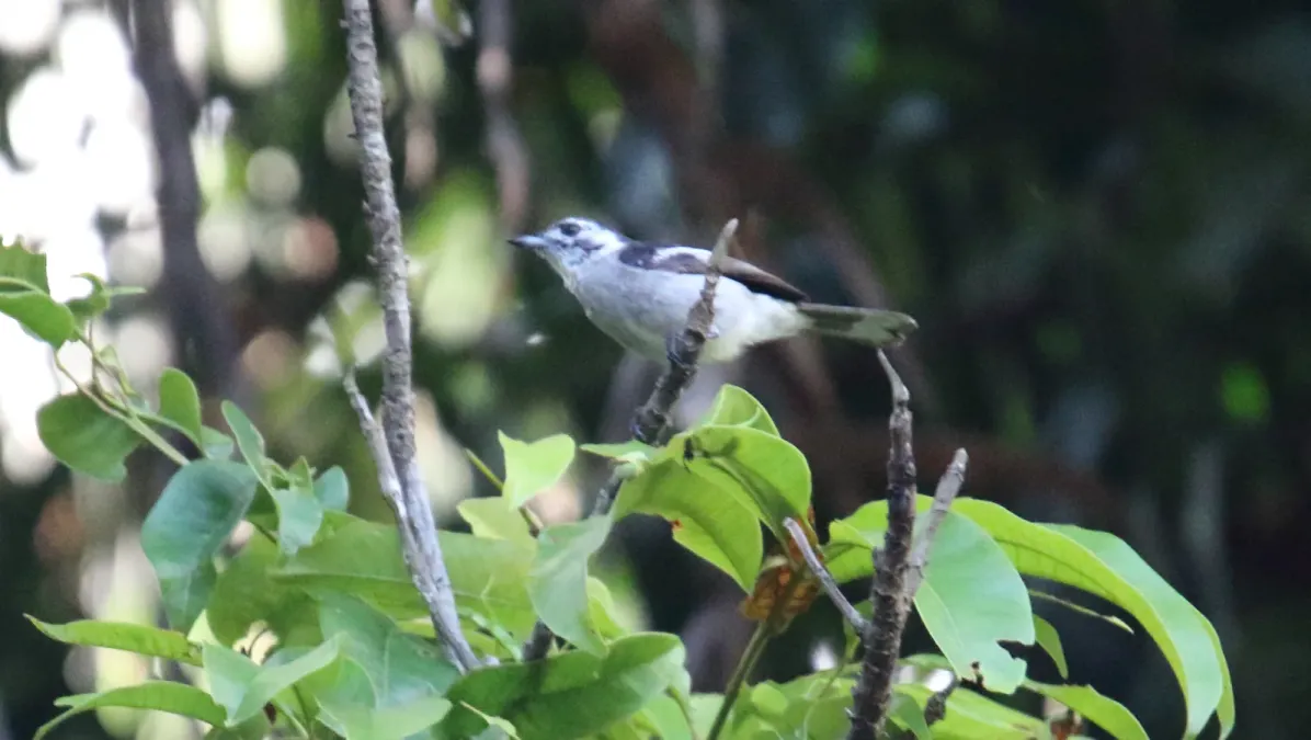 File:White-eared Monarch (Carterornis leucotis) (30594799424).jpg