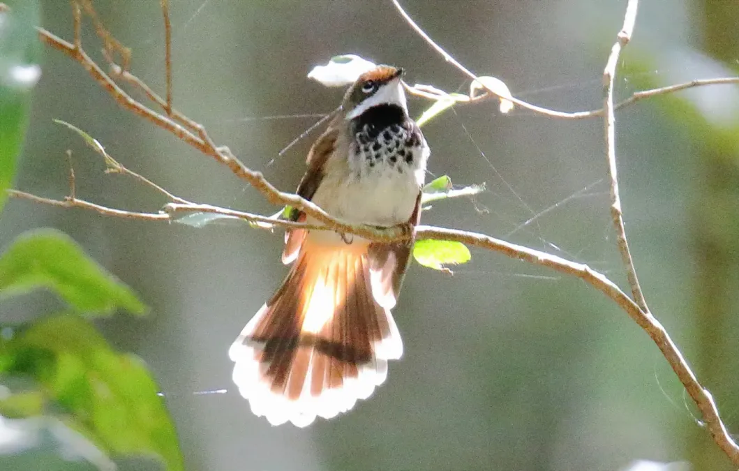 File:Rufous Fantail (Rhipidura rufifrons) (31271482762).jpg
