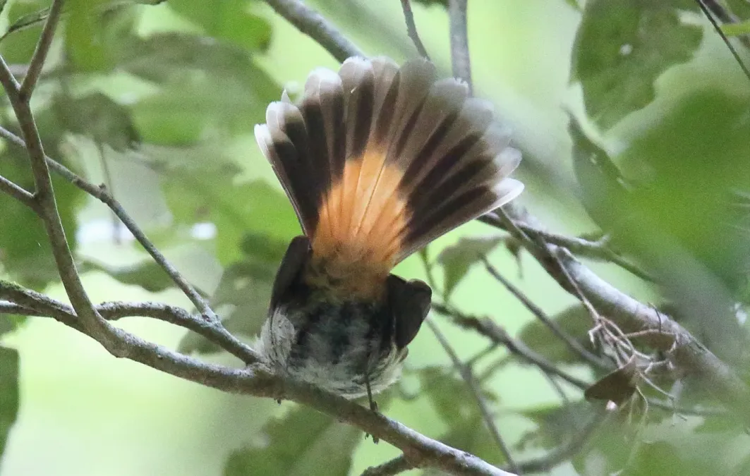 File:Rufous Fantail (Rhipidura rufifrons) (30594839244).jpg