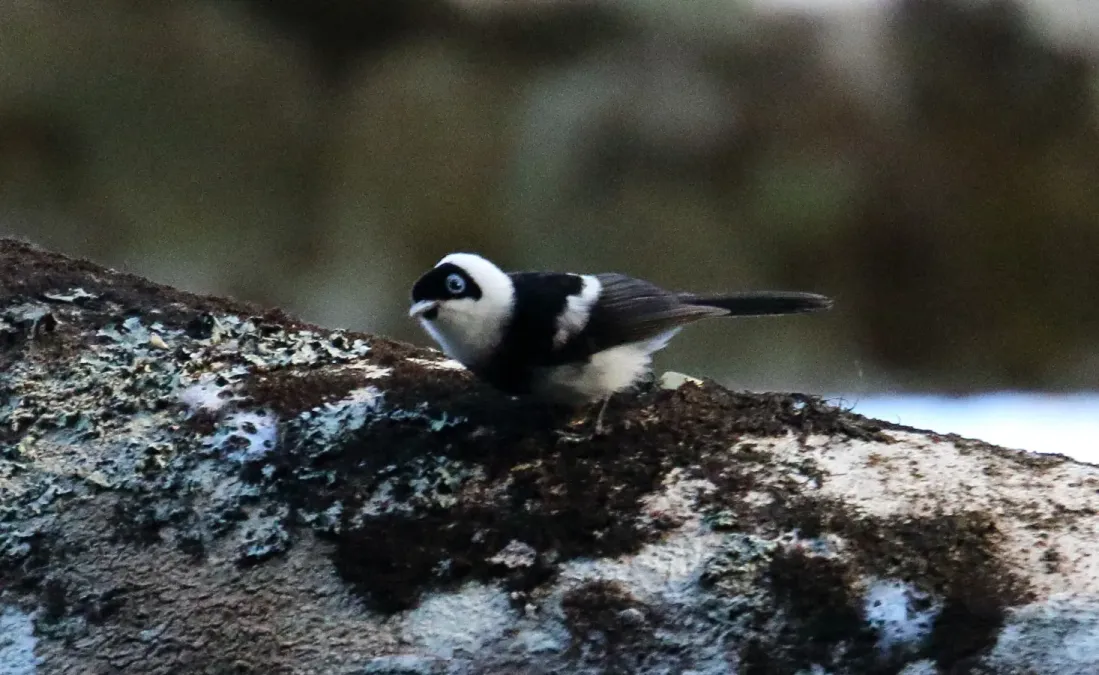 File:Pied Monarch (Arses kaupi) (31416078985).jpg