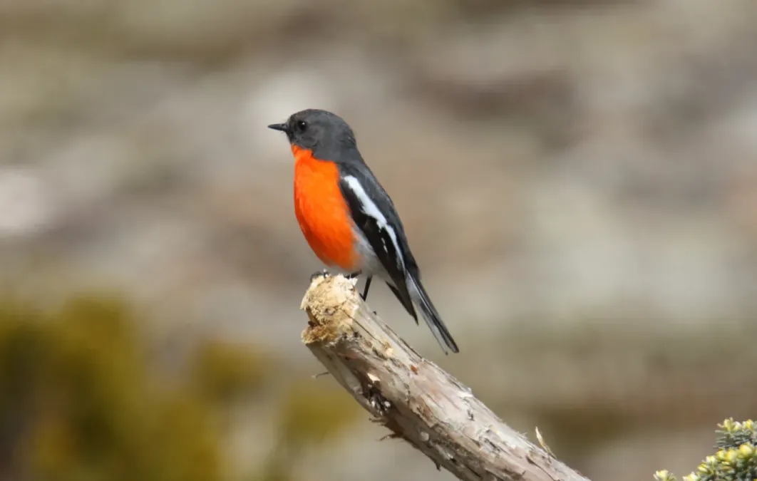 File:Flame Robin (Petroica phoenicea) (31418982835).jpg