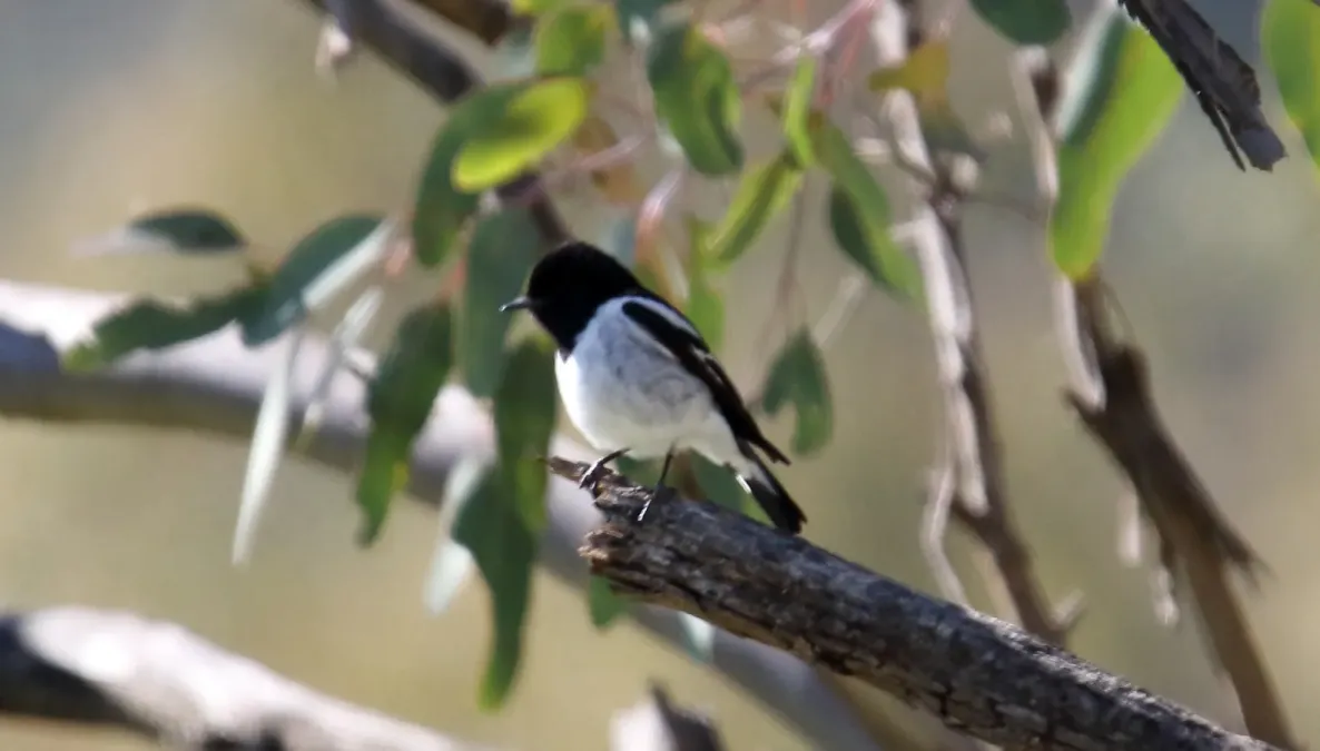 File:Hooded Robin (Melanodryas cucullata) (30611923053).jpg