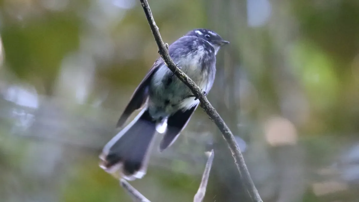File:Grey Fantail (Rhipidura albiscapa), Australia (31301502401).jpg