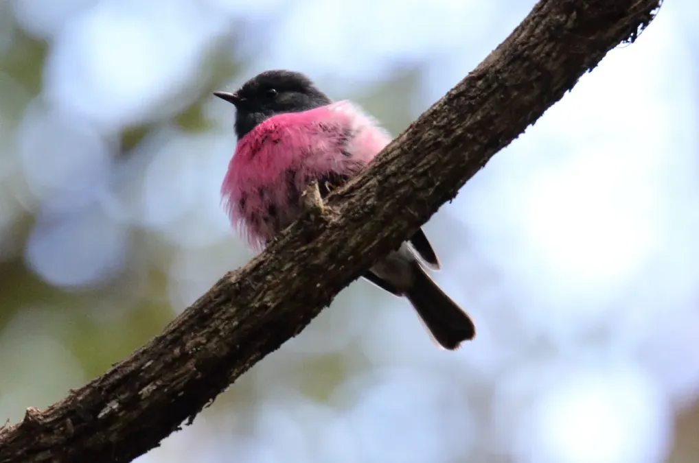 File:Pink Robin (Petroica rodinogaster) 2 (31418905395).jpg