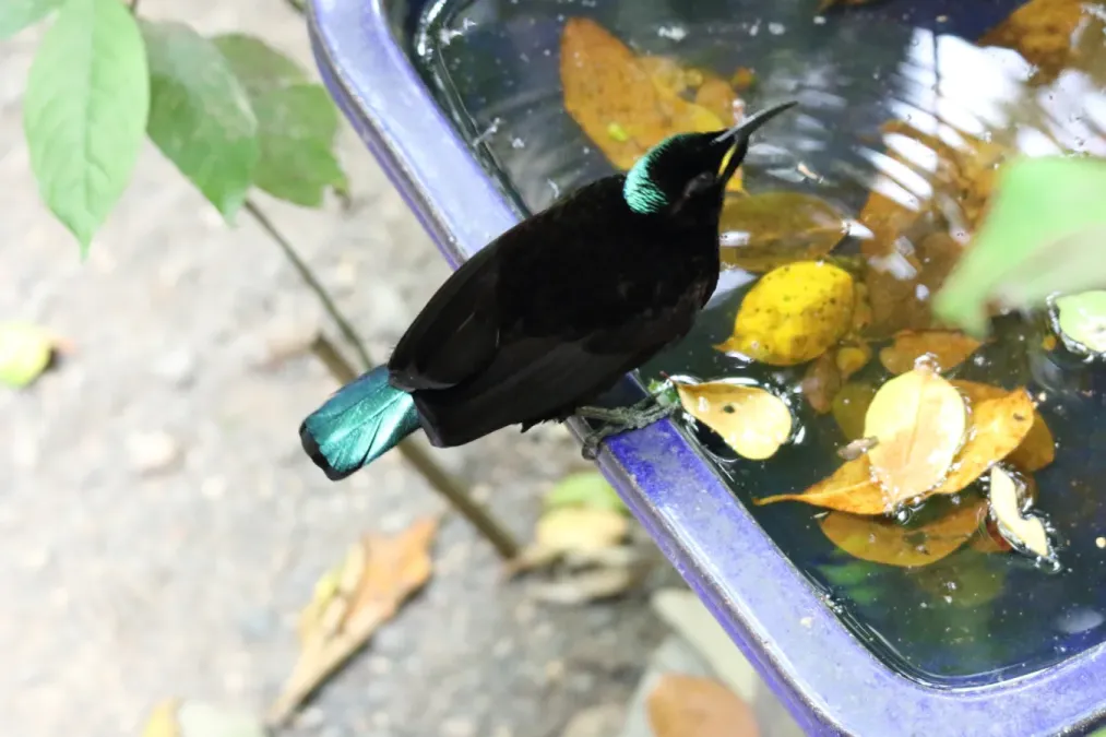 File:Victoria's Riflebird (Ptiloris victoriae) (31418865085).jpg