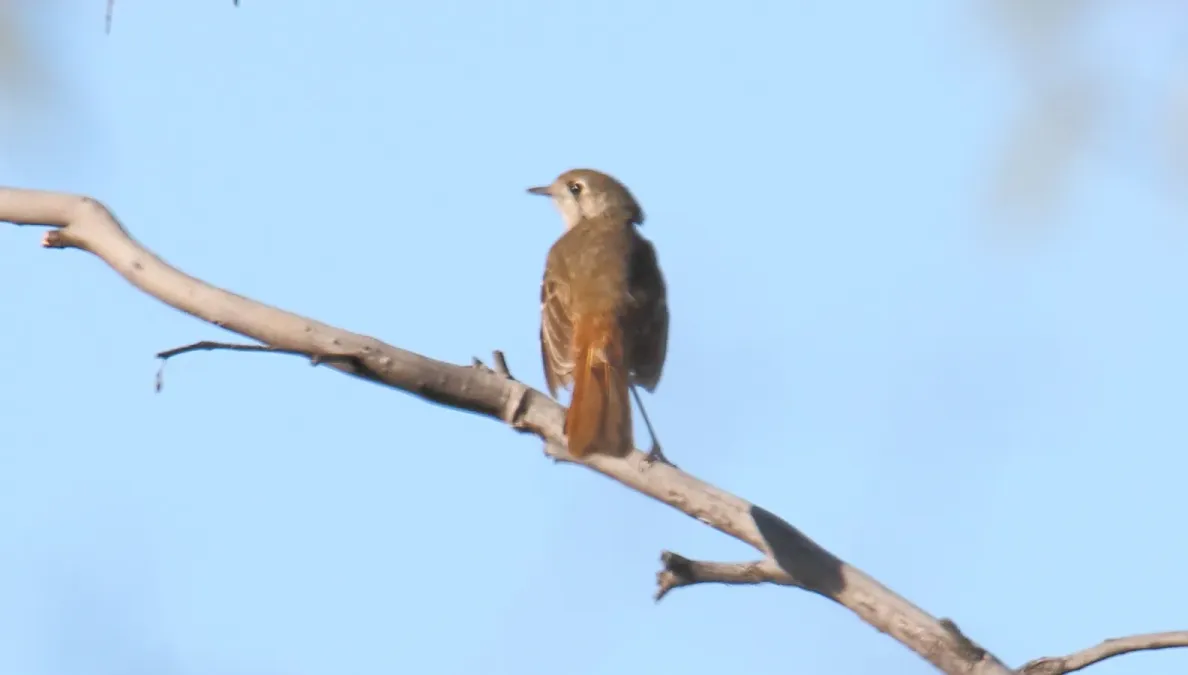 File:Southern Scrub-Robin (Drymodes brunneopygia) (31304320901).jpg