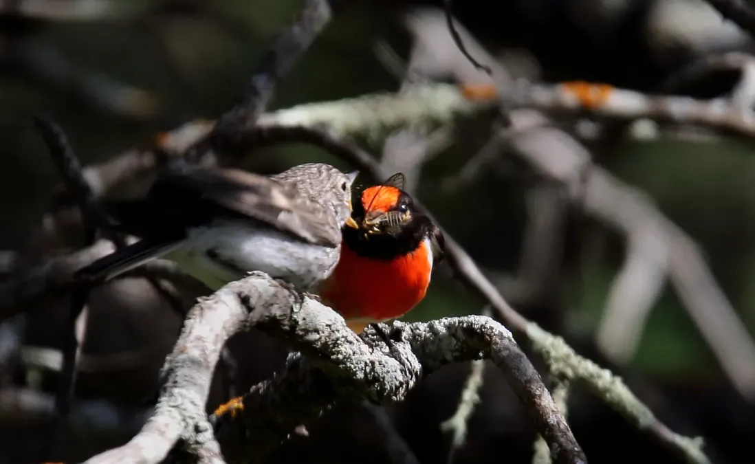 File:Red-capped Robin (Petroica goodenovii) (31049691900).jpg