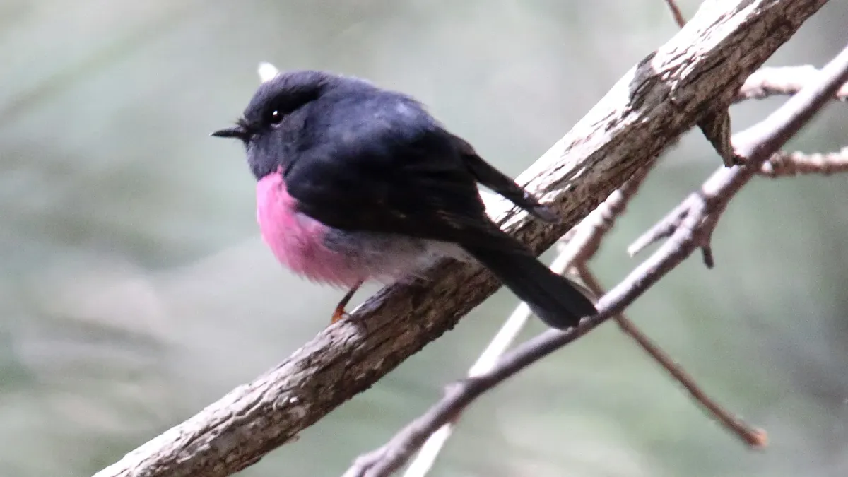 File:Pink Robin (Petroica rodinogaster) (31304376361).jpg