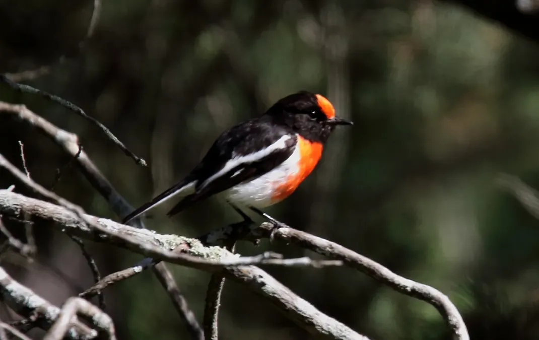 File:Red-capped Robin (Petroica goodenovii) (31274308622).jpg