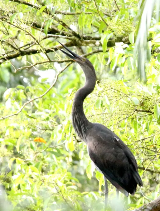 File:Great-billed Heron (Ardea sumatrana) (31343298675).jpg