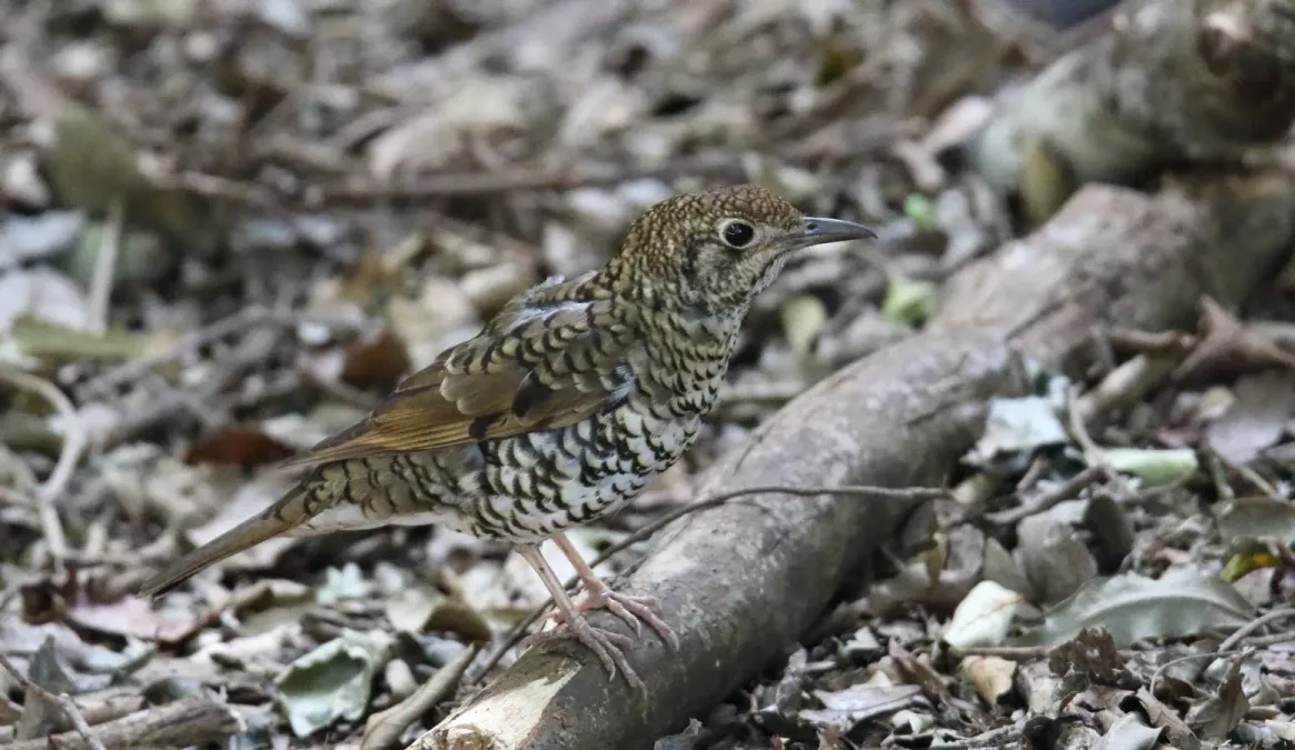 File:Bassian Thrush (Zoothera lunulata) (31293018622).jpg