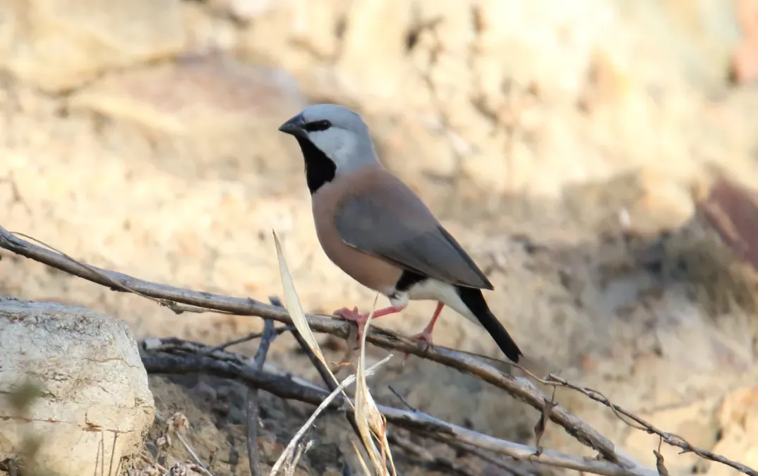 File:Black-throated Finch (Poephila cincta) (31293004362).jpg