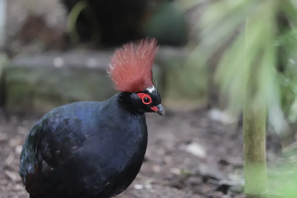 File:Crested Partridge - Rollulus rouloul (33379525626).jpg