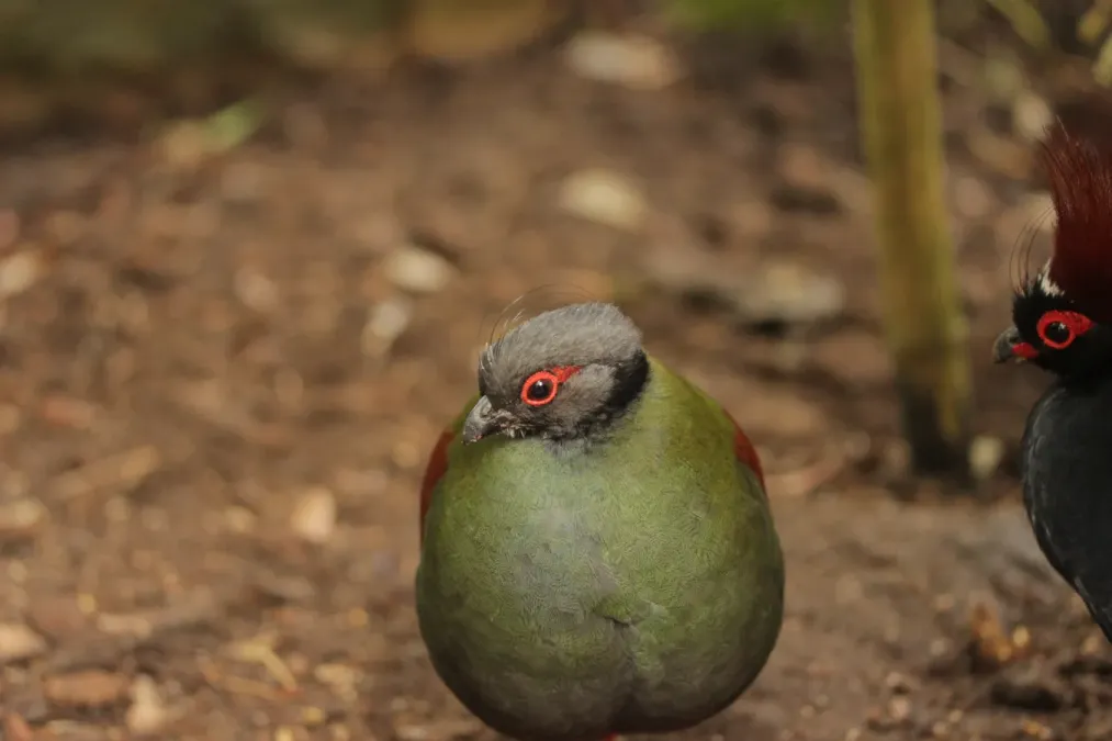 File:Crested Partridge - Rollulus rouloul (33049864310).jpg