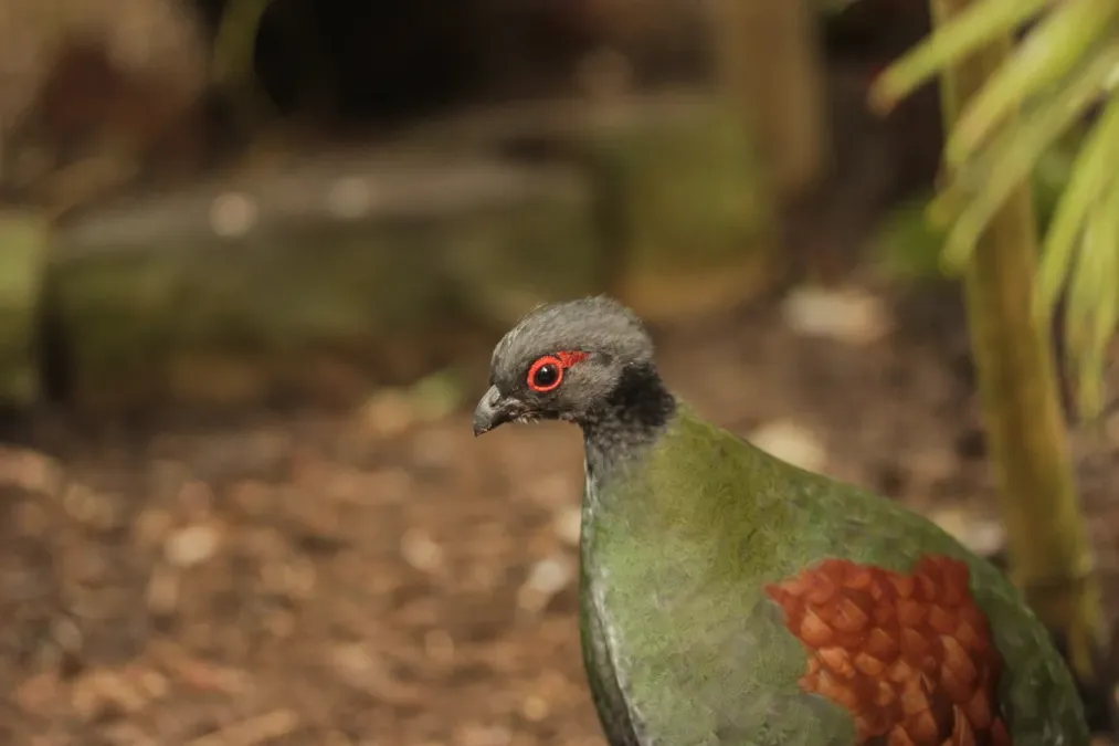 File:Crested Partridge - Rollulus rouloul (33379520266).jpg