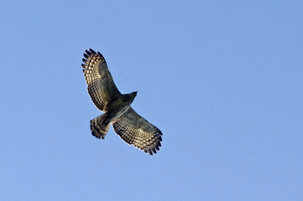 File:Jerdon's baza (Aviceda jerdoni) from pakke tiger reserve JEG3750 (cropped).jpg