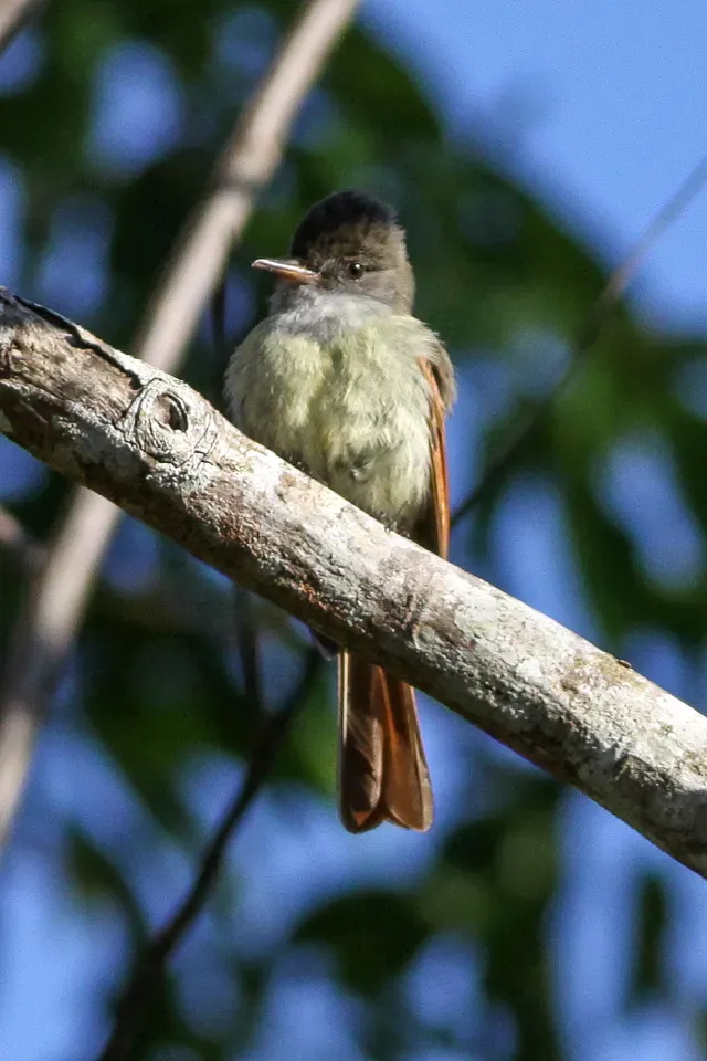 File:Rufous-tailed Flycatcher (Myiarchus validus) (8082120477).jpg