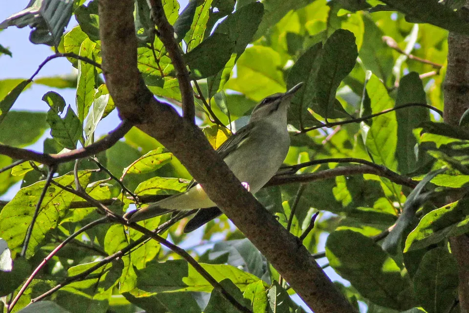 File:Black-whiskered Vireo (Vireo altiloquus) (8082122545).jpg