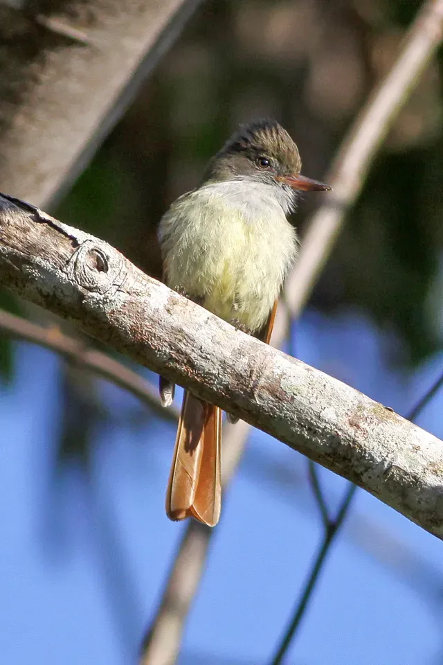 File:Rufous-tailed Flycatcher (Myiarchus validus) (8082114892).jpg