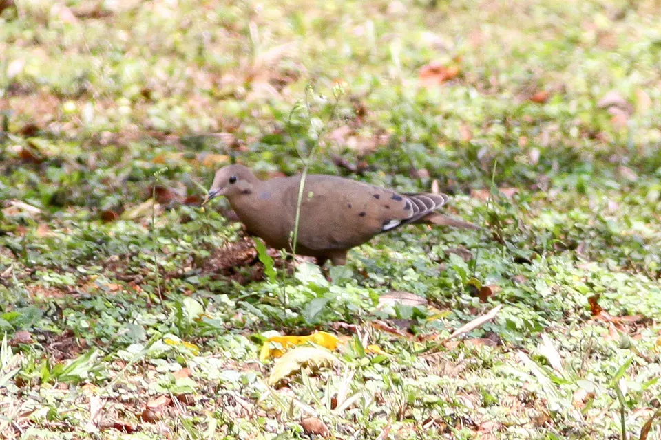 File:Zenaida Dove (Zenaida aurita) (8082118810).jpg
