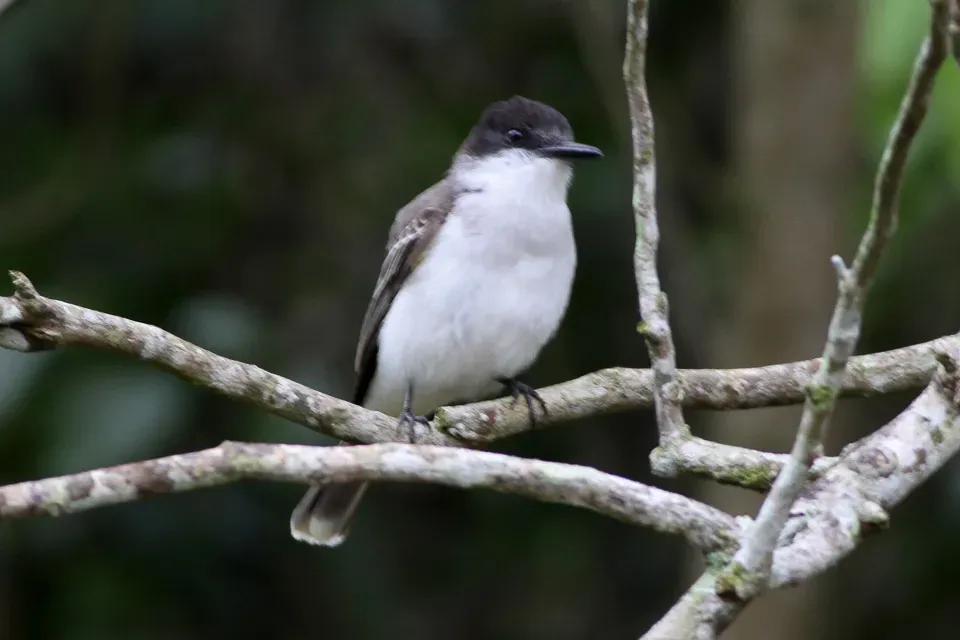 File:Loggerhead Kingbird (Tyrannus caudifasciatus) (8082126115).jpg