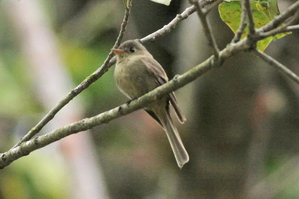 File:Jamaican Pewee (Contopus pallidus) (8082126311).jpg