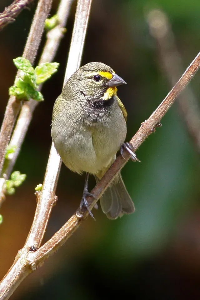 File:Yellow-faced Grassquit (Tiaris olivaceus) (8082124339).jpg