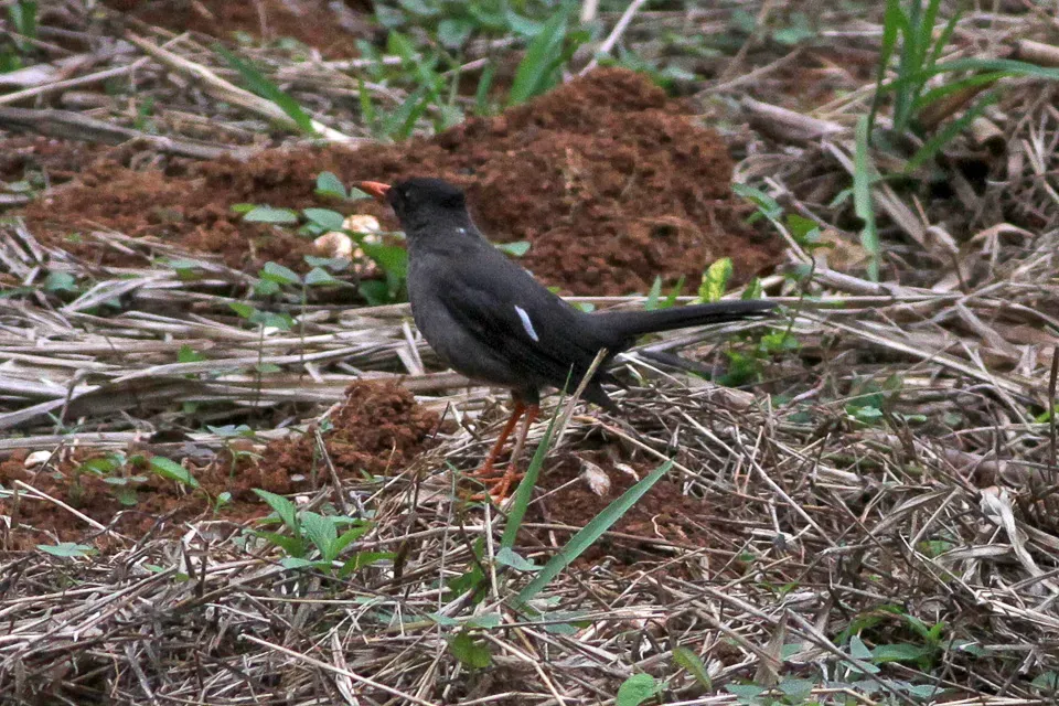 File:White-chinned Thrush (Turdus aurantius) (8082127785).jpg