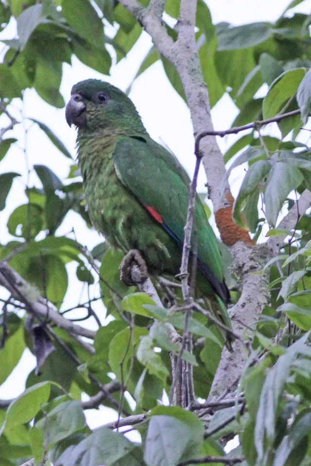 File:Black-billed Amazon (Amazona agilis) (8082123146).jpg