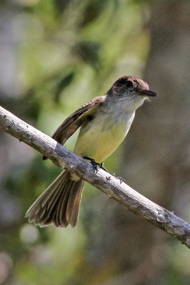 File:Sad Flycatcher (Myiarchus barbirostris) (8082122859).jpg