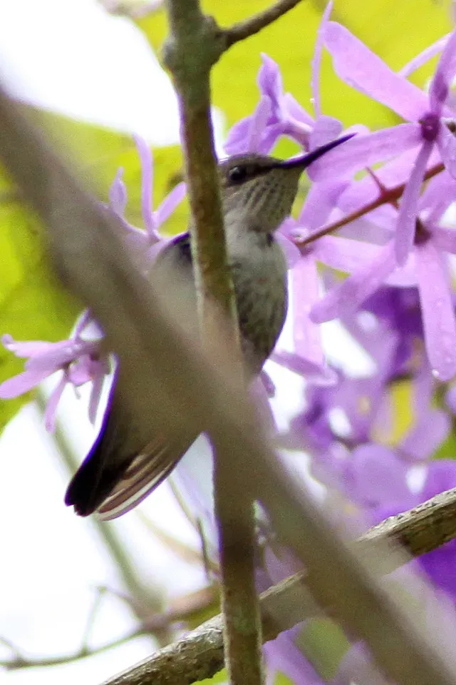 File:Vervain Hummingbird (Mellisuga minima) (8082123815).jpg