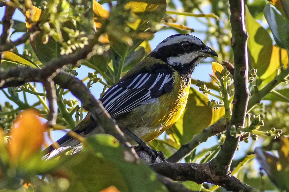 File:Jamaican Spindalis (Spindalis nigricephala) (8082131069).jpg