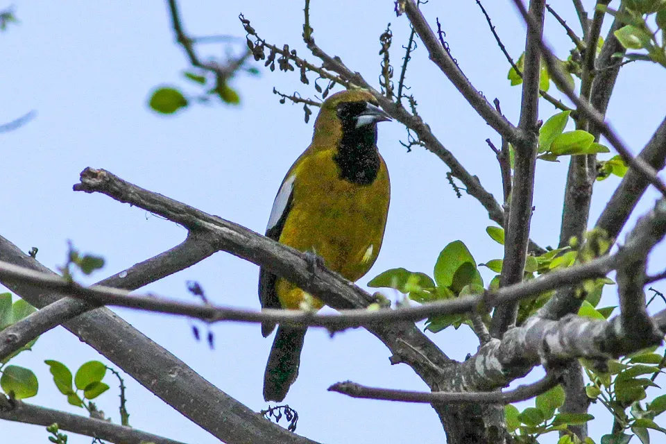 File:Jamaican Oriole (Icterus leucopteryx) (8082131903).jpg