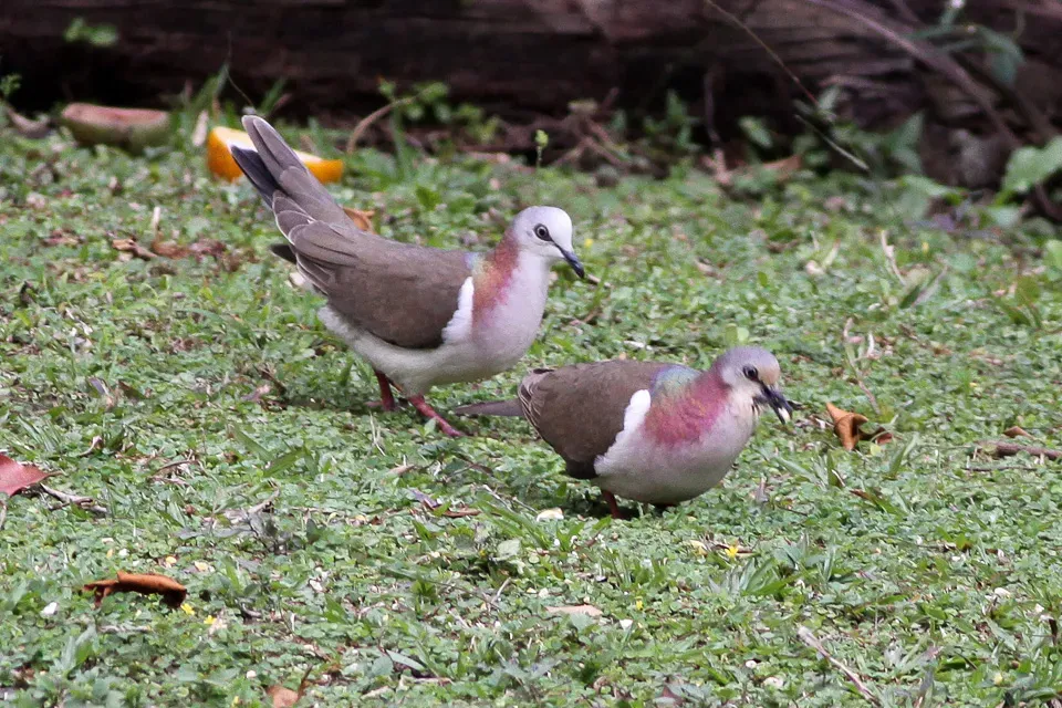 File:Caribbean Dove (Leptotila jamaicensis) (8082132525).jpg