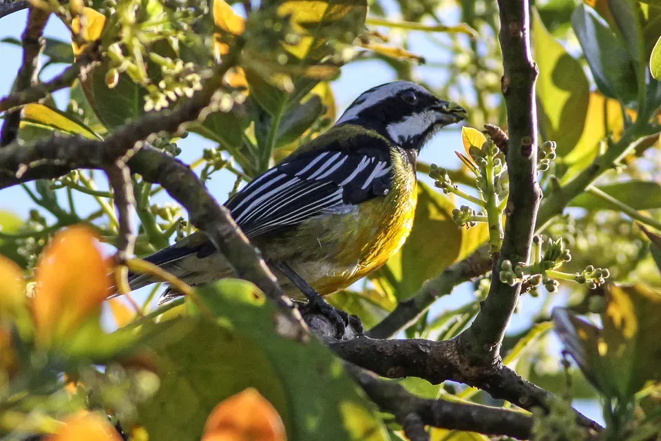 File:Jamaican Spindalis (Spindalis nigricephala) (8082124930).jpg
